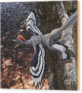 Anchiornis Huxleyi Wood Print