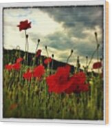 Another One Of The Poppy Series Wood Print