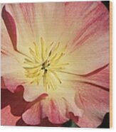 Appleblossom California Poppy Wood Print