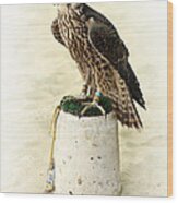 Arabian Hunting Falcon Wood Print