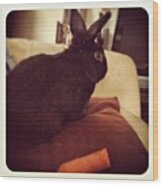 Archie The House #rabbit And His Wood Print