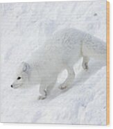 Arctic Fox Alopex Lagopus On Snow Drift Wood Print