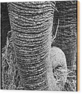 Asian Elephant Trunk Wood Print