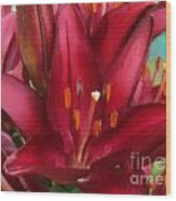 Asiatic Lily Wood Print
