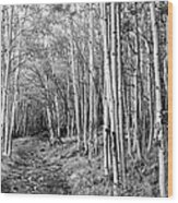 Aspen Forest Wood Print