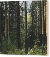 Aspens Banff National Park Wood Print