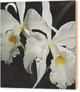 Atlantic Forest Orchid Brazil Wood Print