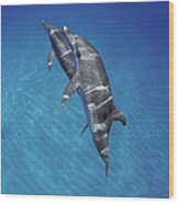 Atlantic Spotted Dolphin Pair Bahamas Wood Print