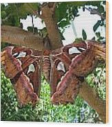 Atlas Moth Wood Print