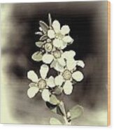 Australian Coastal Wildflowers Wood Print