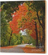 Autumn Canopy Wood Print
