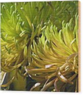 Autumn Chrysanthemum Wood Print
