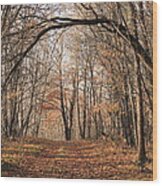 Autumn In The Woods Wood Print