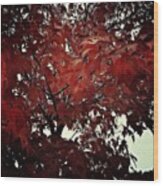 Autumnal Leaves Wood Print