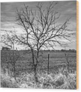 B/w Tree In The Country Wood Print