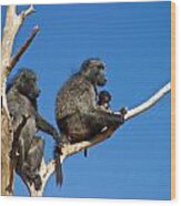 Baboon Family Namibia Wood Print