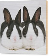 Baby Black-and-white Dutch Rabbits Wood Print