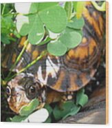 Baby Turtle Wood Print