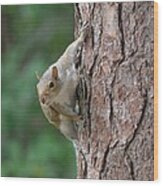 Backyard Squirrel Wood Print