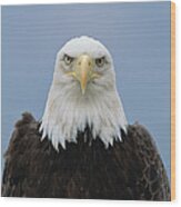 Bald Eagle Haliaeetus Leucocephalus Wood Print