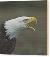 Bald Eagle Haliaeetus Leucocephalus Wood Print