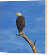 Bald Eagle Sitting High Wood Print