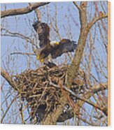 Bald Eagles Nest Wood Print