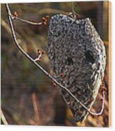 Bald Faced Hornet Nest Wood Print