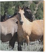 Band Of Friends - Monero Mustangs Sanctuary Wood Print
