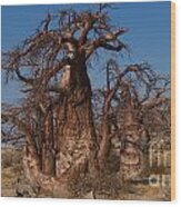 Baobabs Wood Print