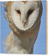 Barn Owl Up Close Wood Print
