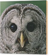 Barred Owl Strix Varia Portrait, North Wood Print