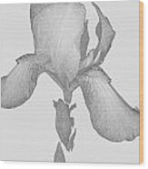 Bearded Iris Wood Print