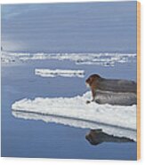 Bearded Seal Resting On Ice Floe Norway Wood Print
