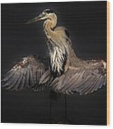 Beautiful Blue Heron Wings Wood Print