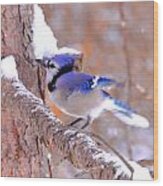 'beautiful Blue Jay In Snow' Wood Print