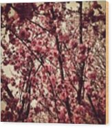 Beauty In The Grey #cherryblossom Wood Print