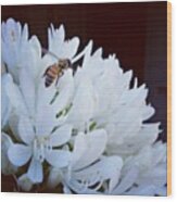 #bee #flower #summer #white #flora Wood Print