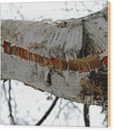 Birch Damaged In Ice Storm Wood Print