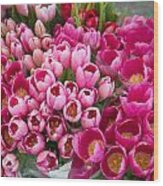 Birds Eye View Of Chatting Tulips Wood Print