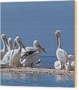 Birds Pelicans Of Cedar Key Wood Print