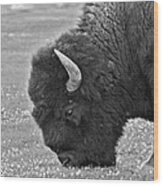 Bison Bull Grazing On Clover Wood Print