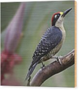 Black Cheeked Woodpecker Male Costa Rica Wood Print