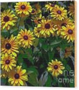 Black-eyed Susans Wood Print