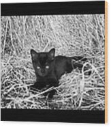 Black Kitten In Hay #7 In Black And White Wood Print