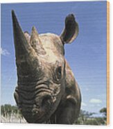 Black Rhinoceros Diceros Bicornis Wood Print