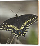 Black Swallowtail Din103 Wood Print