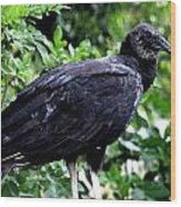 Black Vulture At The Everglades Wood Print