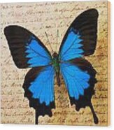 Blue butterfly on old letter Photograph by Garry Gay - Fine Art America
