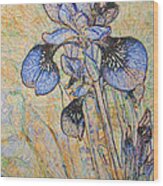 Blue Iris Wood Print